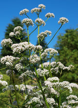 Load image into Gallery viewer, Addictions Combo - Tinctures Only