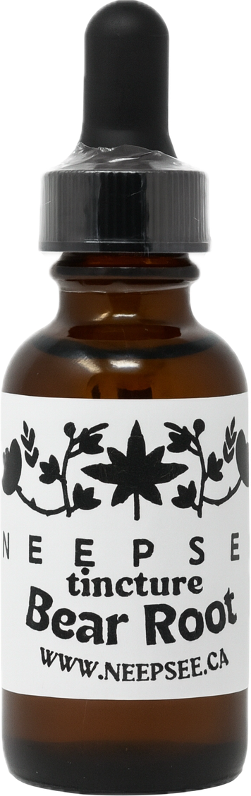 Bear Root Tincture