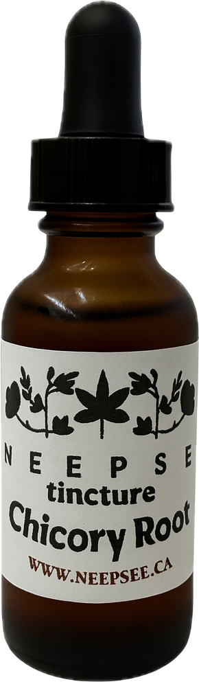 Chicory Root Tincture