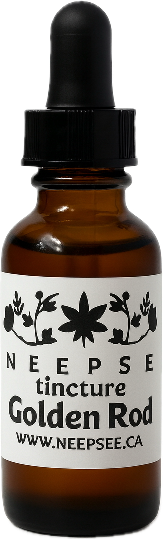 Golden Rod Tincture