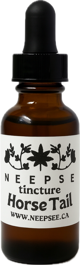 Horse Tail Tincture