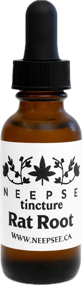 Rat Root Tincture