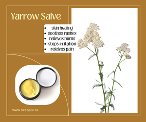 Yarrow Salve