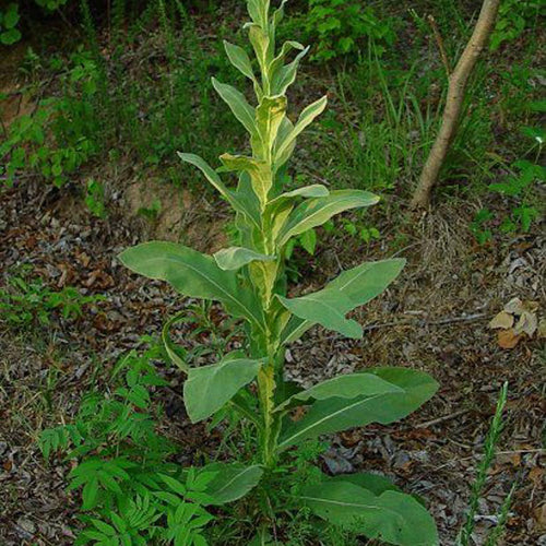 Buy high-quality natural Mullen online in Canada from NeepSee Herbs, Teas, and Traditional Medicines.