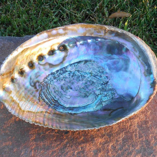 Abalone Shell NeepSee buy herbs, teas, and traditional medicines online Canada