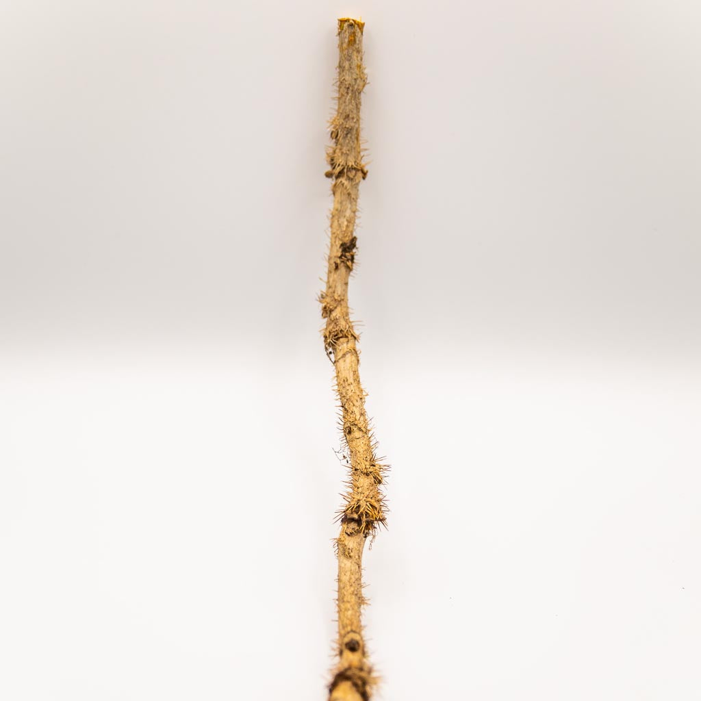 Buy high-quality natural Devil's Club Root online in Canada from NeepSee Herbs, Teas, and Traditional Medicines.