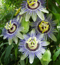 Load image into Gallery viewer, Buy high-quality natural Passionflower online in Canada from NeepSee Herbs, Teas, and Traditional Medicines.
