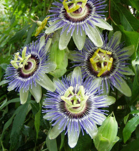 Buy high-quality natural Passionflower online in Canada from NeepSee Herbs, Teas, and Traditional Medicines.