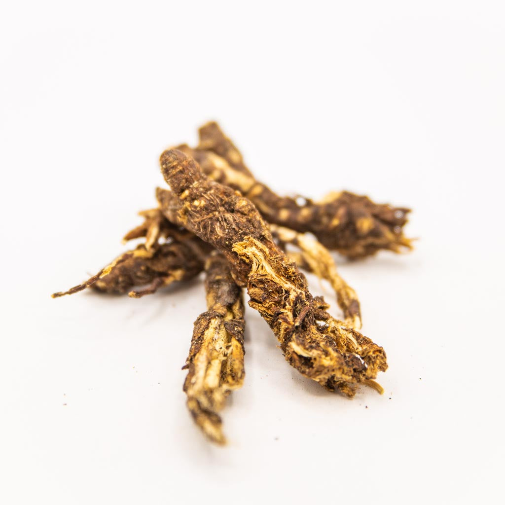 Buy high-quality natural Bear Root online in Canada from NeepSee Herbs, Teas, and Traditional Medicines.
