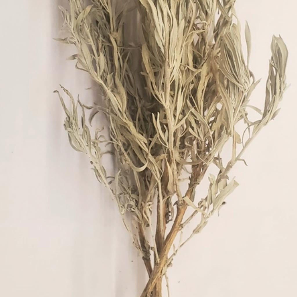 Buy high-quality natural Mountain Sage online in Canada from NeepSee Herbs, Teas, and Traditional Medicines.