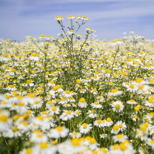 Buy high-quality natural Chamomile online in Canada from NeepSee Herbs, Teas, and Traditional Medicines.